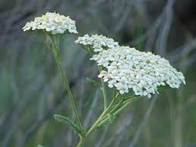 Yarrow and ____ work in the same way to expel poison.