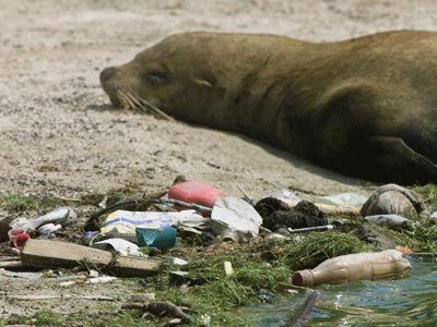 How many marine mammals are estimated to die due to sea pollution?