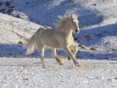 Horses have around ____ bones in there body: