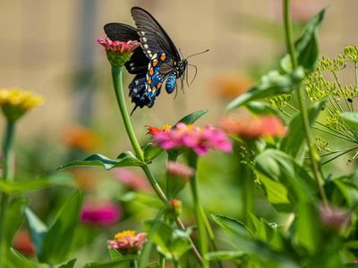 Which process involves the transfer of pollen from the male to the female reproductive organs of a flower?