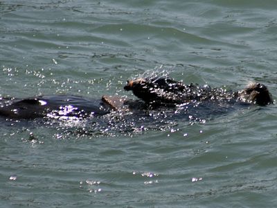 What do sea otters use to break open their food?