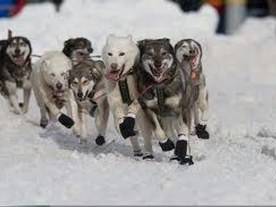 What do the Siberian Husky, the Alaskan Malamute and Samoyed all have in common?