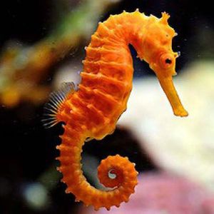 Are sea horses mammals?