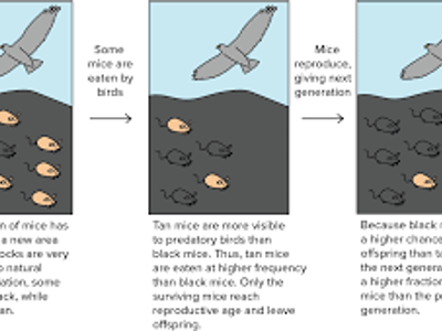 What is the primary mechanism of evolution proposed by Charles Darwin?