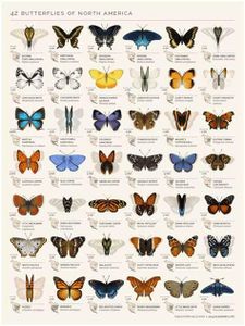 Which continent has the most butterfly species?