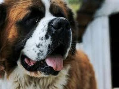 One sunny afternoon, an old man comes in with his St. Bernard, Beethoven! Great, you love dogs whatever size they are. You ask him the 3 most essential questions about his dog, what are they?