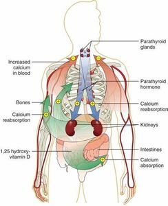 Which nutrient is essential for strong bones?