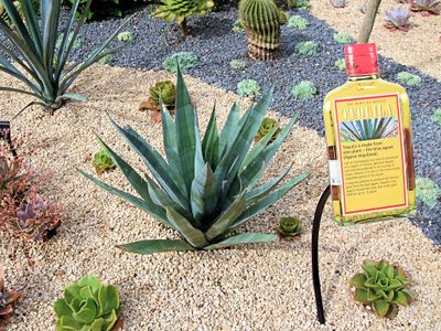 Which Spirit is made from Agave plant?