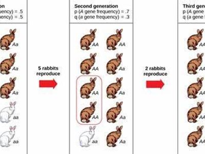 Which of the following is a mechanism of evolution?