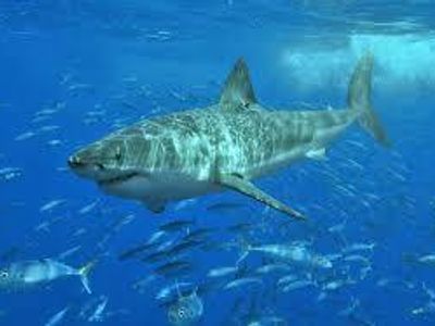 What is the scientific name for the Great White Shark?