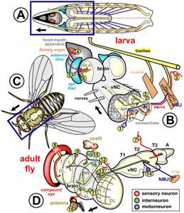 Which type of neuron has a single extension?