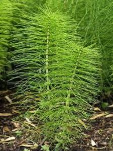 Horsetail is used for stopping infections.