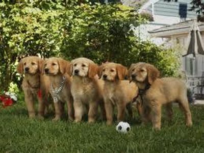 What kind of retriever are the AIR BUDDIES?