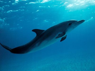 Can Dolphins Sing? Answer In Yes Or Noo (Make Sure To Notice The Double O in NOO) Only.