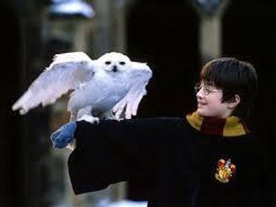 Harry's Owl's name is...