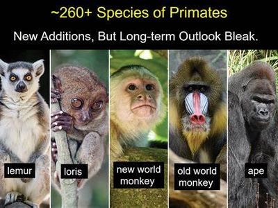 Which of the following is a primate?