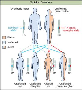 What is the study of how traits are inherited called?