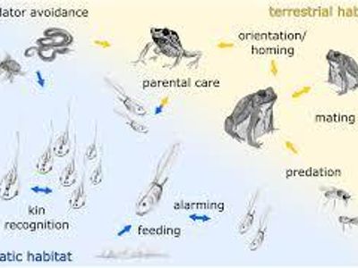 Which sensory organ do frogs rely on most for hunting?