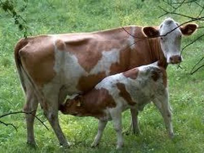 What is a baby cow called?