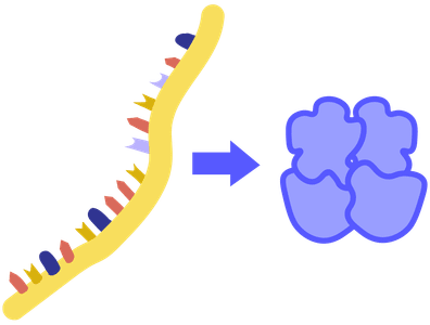 What are the building blocks of proteins called?