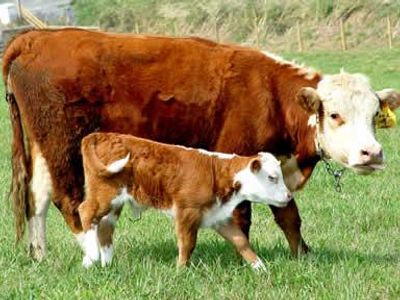 what is a baby cow called?