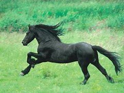 what are the speeds of a horse from slowest to fastest