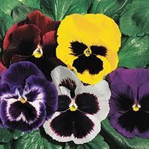 Pansy