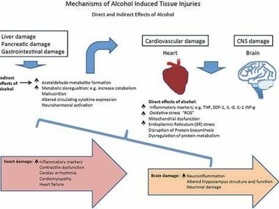 Which of the following factors can influence the effects of alcohol on an individual's ability to drive?