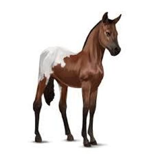 which of these is NOT a breed of horse on the game?