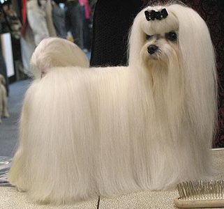 what breed is this? remeber to spell corectley ;)