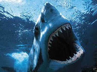 how many rows of teeth do sharks have?