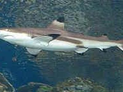 Name 3 species of shark?