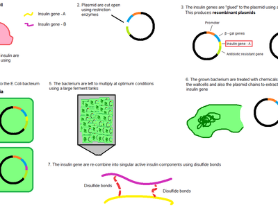 What is the process by which bacteria transfer genetic material between cells?