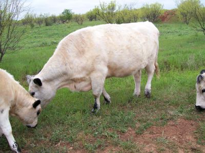 What is a female cow called?