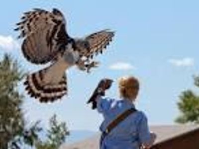 What is someone who is training to become a falconer by helping one?