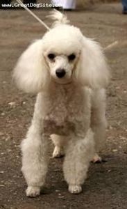 What is the smallest poodle breed?