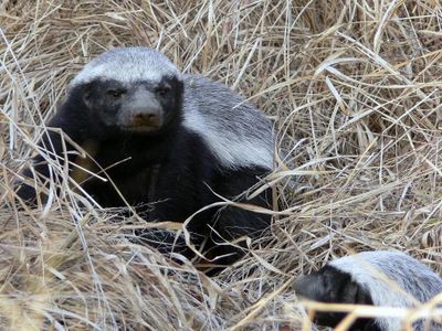 Who is known as 'The Honey Badger'?