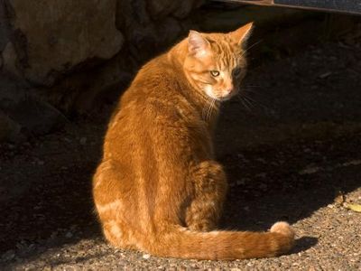 What was Firestar's kittypet name?