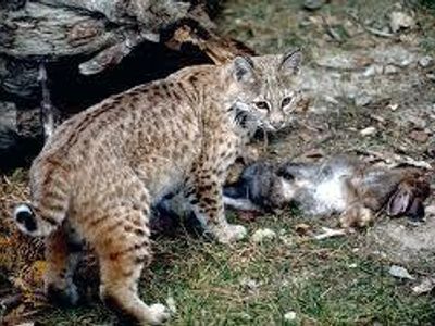 What's the name of this wild cat?