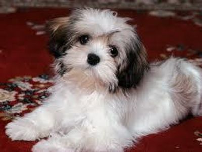 can lhasa apso carry chihuahua/lhasa apao pups?