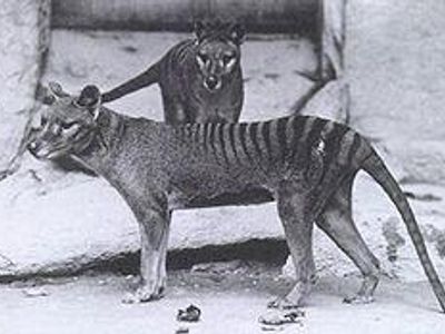 The animal below is a Thylacine. When did this animal go extinct?