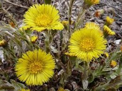 Coltsfoot helps breathing.