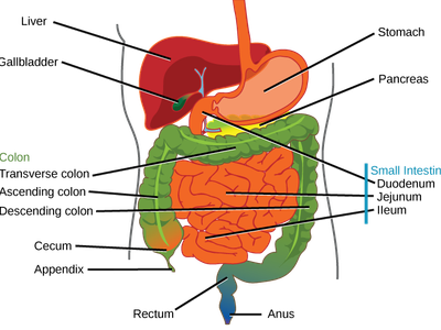 What is the largest organ in the human body?