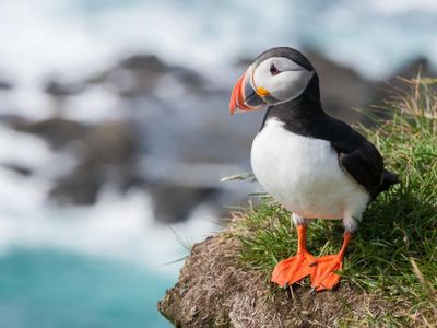 Can puffins fly?