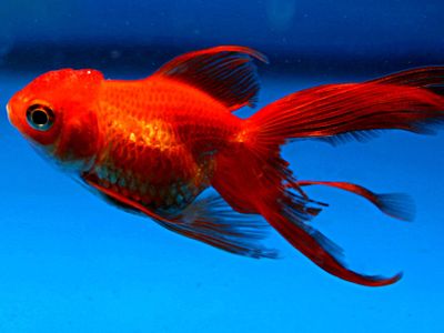 What is the average lifespan of a goldfish?