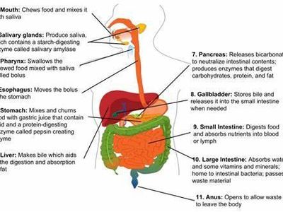 In which organ does digestion primarily occur?