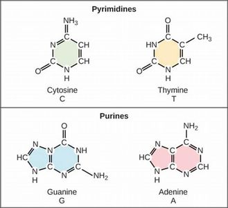 Which of the following is not a nucleotide base in DNA?