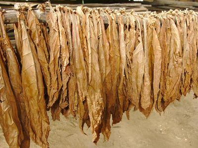 What is the process of curing tobacco leaves called?