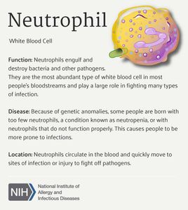 What is the function of white blood cells in the immune system?