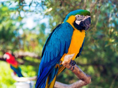 Which exotic bird is known for its vibrant blue color?